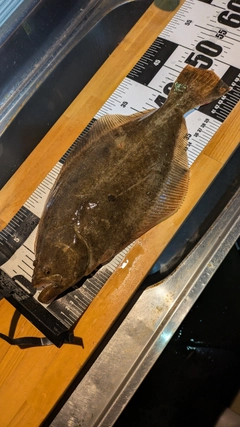 ヒラメの釣果