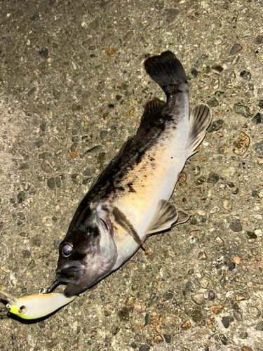 クロソイの釣果