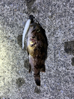 クロソイの釣果