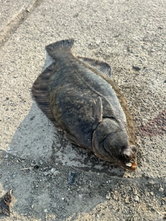 カレイの釣果