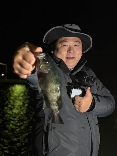 クロメバルの釣果