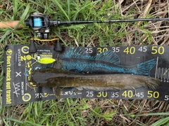 マナマズの釣果