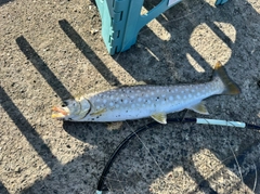 アメマスの釣果