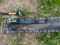 マナマズの釣果