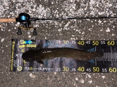 マナマズの釣果