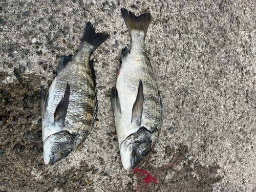 チヌの釣果