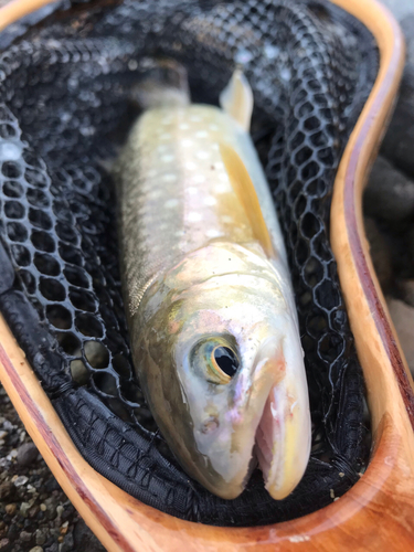 アメマスの釣果