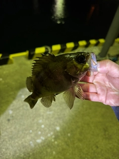 メバルの釣果