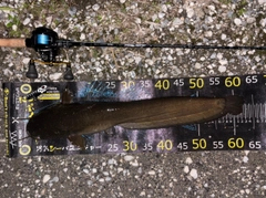 マナマズの釣果