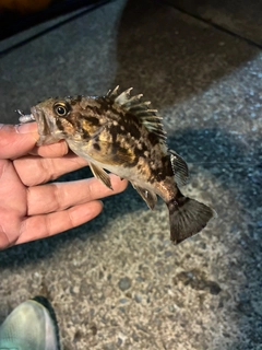 クロソイの釣果