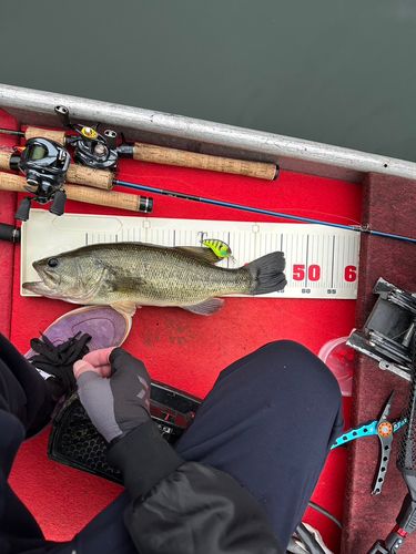 ブラックバスの釣果