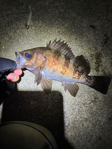 メバルの釣果