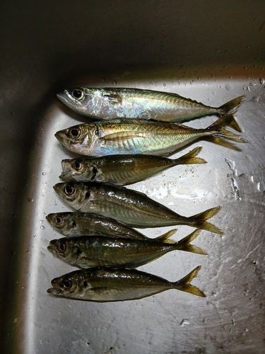アジの釣果