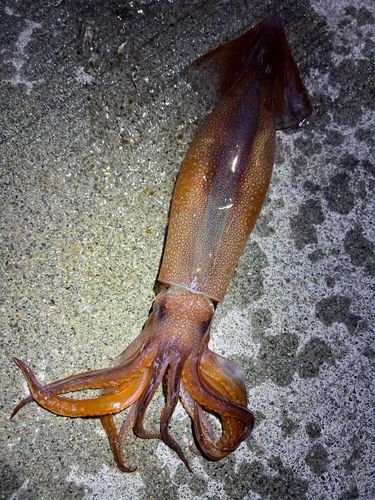スルメイカの釣果