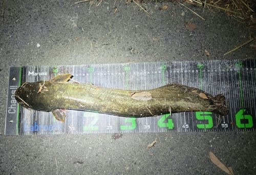 ナマズの釣果