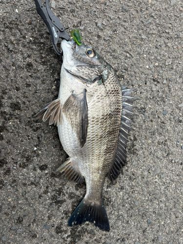 チヌの釣果