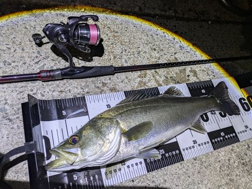 シーバスの釣果
