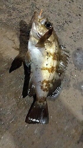 シロメバルの釣果