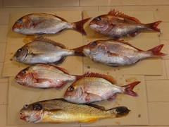 ニベの釣果