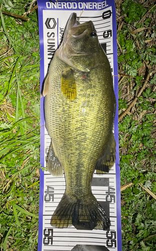 ブラックバスの釣果