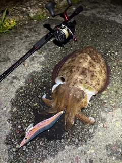 モンゴウイカの釣果