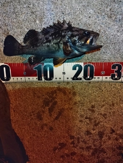 クロソイの釣果