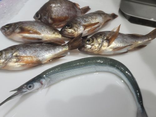 サヨリの釣果