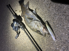シーバスの釣果