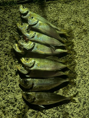 アジの釣果
