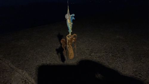 タコの釣果