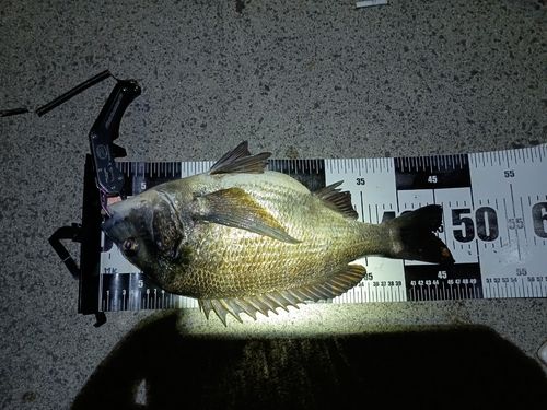 チヌの釣果