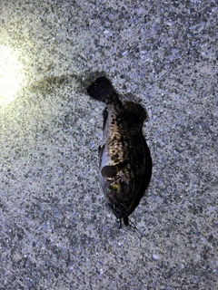 クロソイの釣果