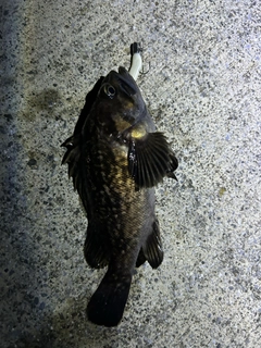 クロソイの釣果