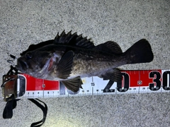 クロソイの釣果