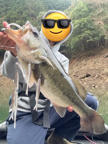 ブラックバスの釣果