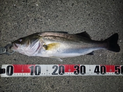 シーバスの釣果