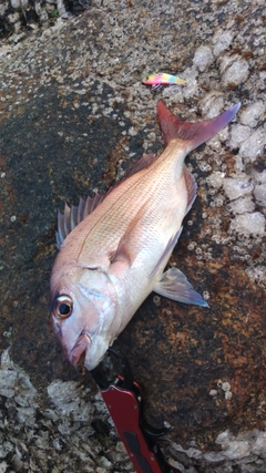 タイの釣果