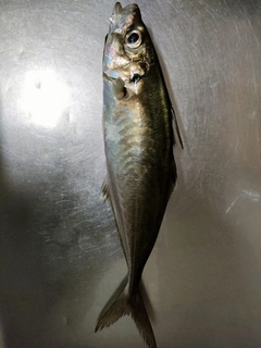 マアジの釣果