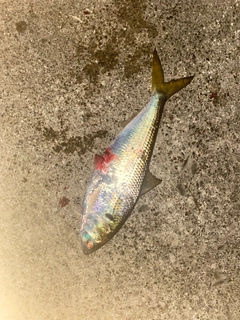 コノシロの釣果