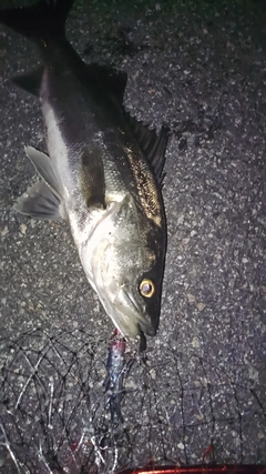 フッコ（マルスズキ）の釣果