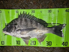 クロダイの釣果