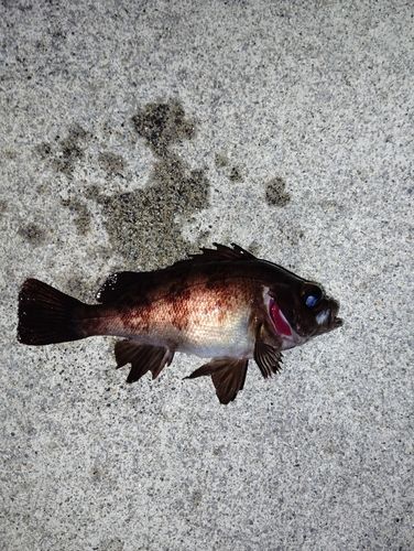 メバルの釣果