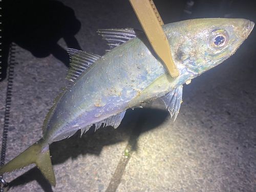 マアジの釣果