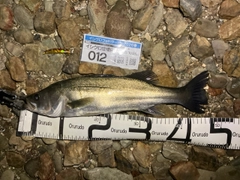 セイゴ（マルスズキ）の釣果