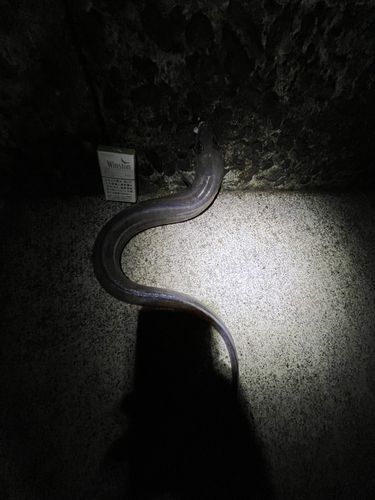 クロアナゴの釣果