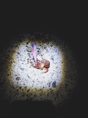 タコの釣果