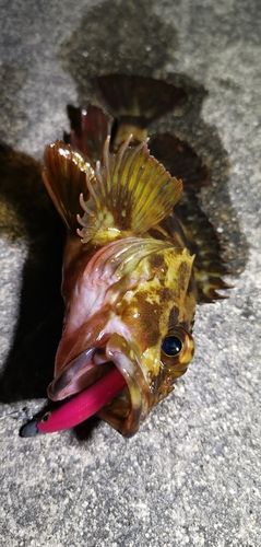 ガシラの釣果