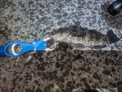 オオモンハタの釣果