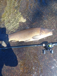 コイの釣果