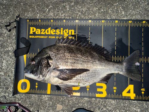 クロダイの釣果